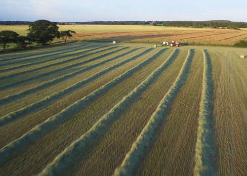 grass rowed up for baling