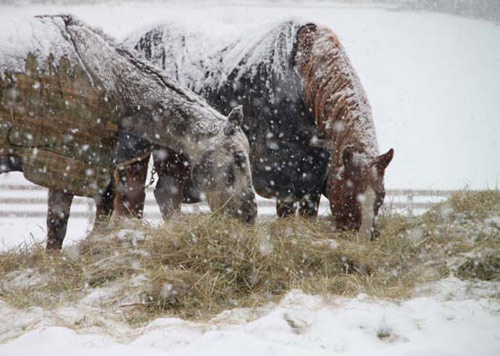 horse eating hay