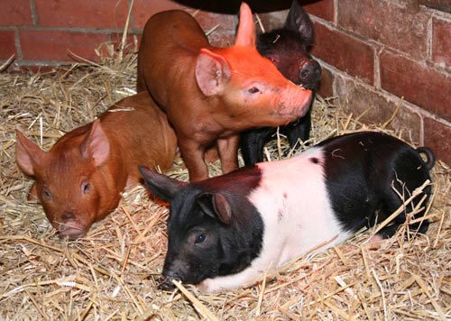 pigs on straw bed